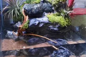 谈谈这次食虫植物水陆缸制作图片