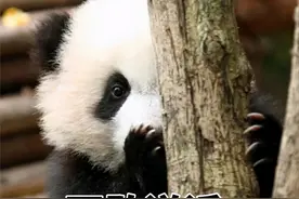 “答辩答辩疯狂道歉”，用梗图表示答辩等级表，是卑微的我没错了图片