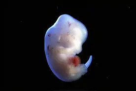 日本疯狂的“人兽胚胎试验”：在动物体内培育可移植的人体器官图片