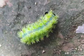 枣树上的虫子蛰了怎么办？只需1招，轻松拔除毒刺图片