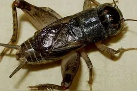 蝼蛄与蟋蟀什么关系图片