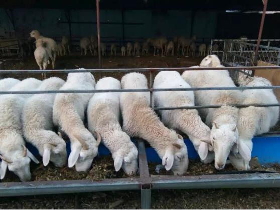 牛羊饲料添加剂，123原则科学添加