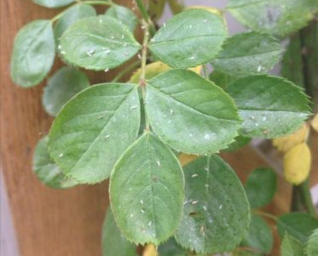 花盆里的“小飞虫”越来越多，教你几个除虫小方法，简单又好用