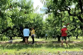 在美国农场摘桃是种什么体验？图片