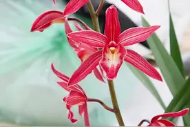 最“洋气”的兰花，一年开花4、5次，从年头开到年尾，百看不厌图片