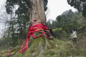 贵阳发现4300年金丝楠木，因渡劫失败被火焚烧，如今价值上亿元图片