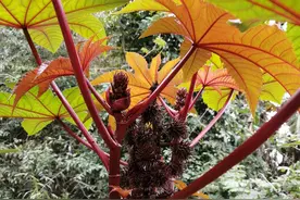 以前在农村常见种植蓖麻，为什么现在种植少了？图片