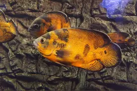 地图鱼最大能长多大图片