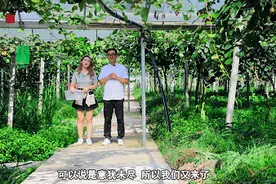 黄岩红心猕猴桃来了！真香警告：甜到心头，赶紧剁手！| 上海歆克勒图片