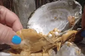 女子在海边捡到一个丑陋的贝壳，切开一看，女子不淡定图片