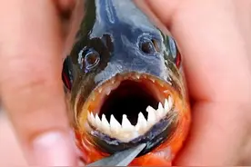 食人鱼为何不能称霸亚马逊河？看这些逆天怪鱼，食人鱼能干得过谁图片