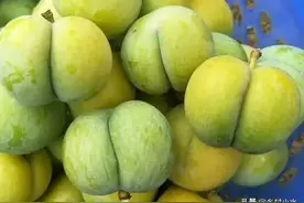 1斤能卖50元，被誉为天价水果的“蜂糖李”，很多果农开荒种植图片