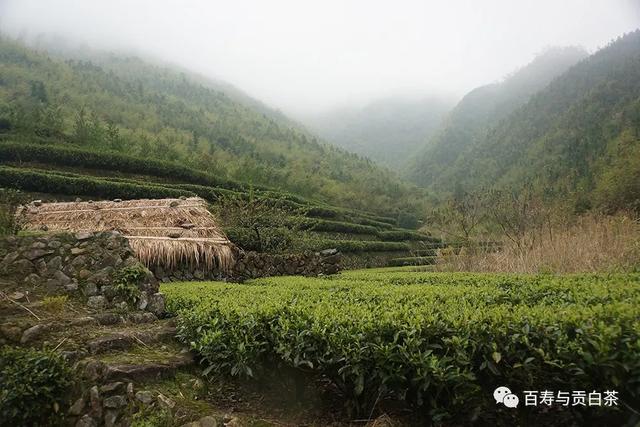 茶叶中的芳香物质，一万字详细讲解，带您走进茶香世界
