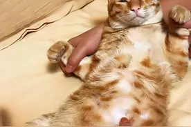 猫咪撒娇的5种行为，中2两条以上，说明它已经爱上你了图片