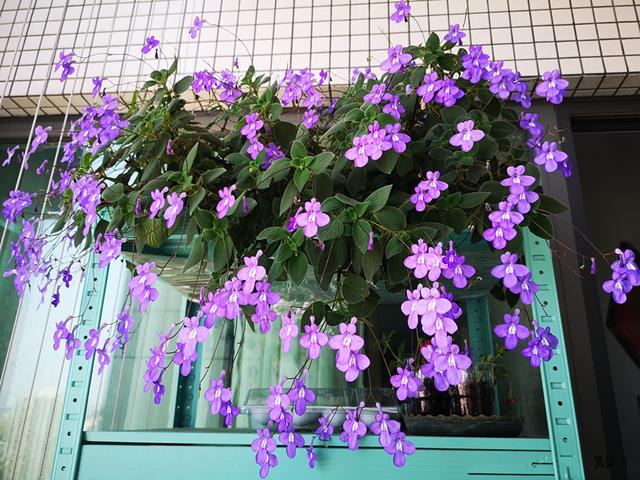 今年最流行的18种花，挂起来养，好看好养还不占地方