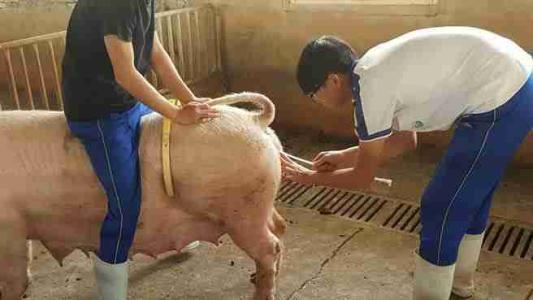 养猪的朋友，你一定要分清蛋白质、小肽、氨基酸