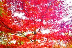 娜塔栎种植时间与方法图片