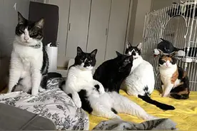 如何避免猫咪在夜里跑酷？可以尝试将猫咪的作息时间改变哦图片
