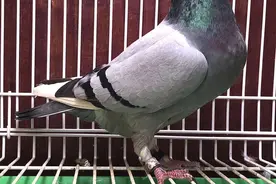 老手养鸽子教你几点重要的知识，多观察鸽子的状态情况图片
