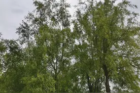 苗木的根系该如何养护才能更利于生长？图片