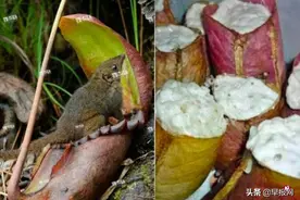 文莱研究：猪笼草是松鼠与蝙蝠“马桶”不应用来盛饭图片