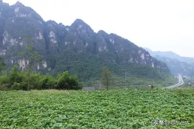 红薯膨大期还能割藤吗？图片