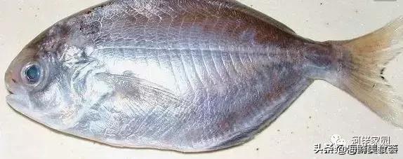 本港海鲜和外港区别 2026年本港海鲜和外港区别大吗