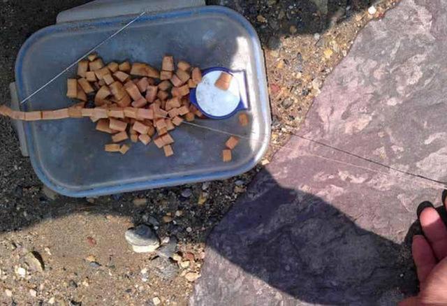 火腿肠也能钓鱼吗？用白酒、红糖、氨基酸水泡制后，有效果