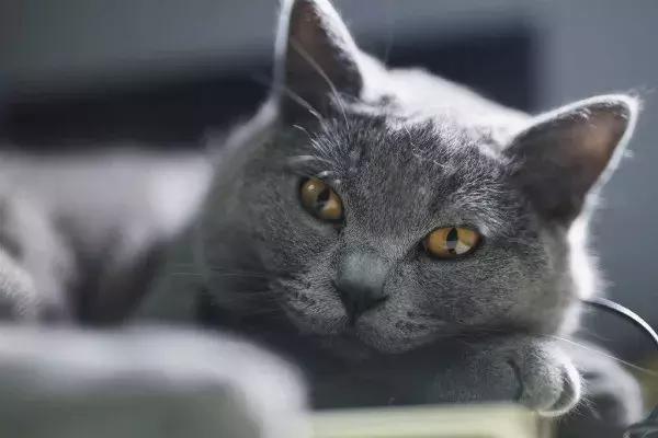 猫咪无菌性膀胱炎，结石、尿血...针对这些疾病宠物医生这么说