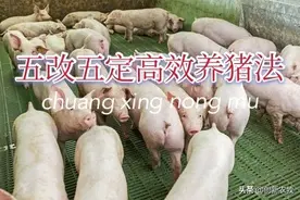 “五改五定高效养猪法”出台，真的可以有效提高养殖效益图片