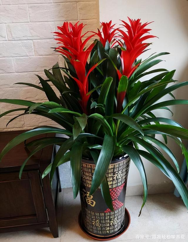 10种"招财花"养家里,耐阴好养,有吉祥好兆头