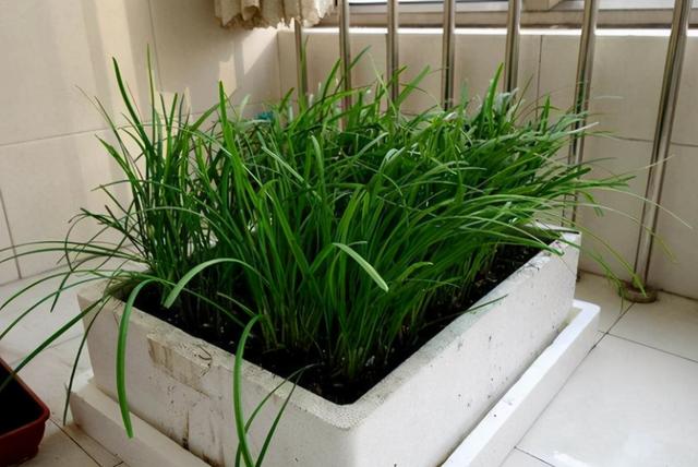 适合室内绿植的植物都有哪些适合室内种植的蔬菜
