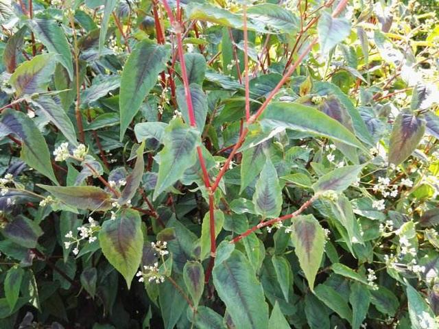 中药材火炭母草根