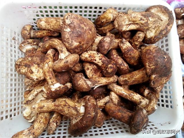 国宴第一道菜松茸花胶 2026年松茸花胶汤