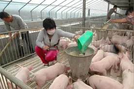 为什么别人养猪比你赚钱多，因为这5个养猪技巧你不知道图片