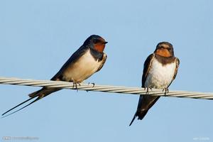 唐诗赏读·乌衣巷图