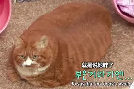 给重20斤的18岁橘猫减肥，猫咪没瘦，我先“受”了图片