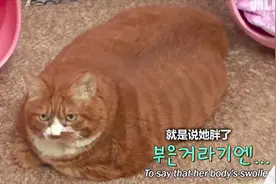给重20斤的18岁橘猫减肥，猫咪没瘦，我先“受”了图片