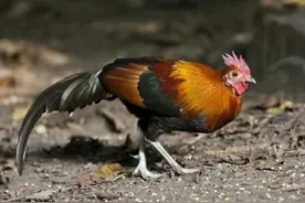 8块骨骼化石揭开真相，远古野鸡甘愿被人类驯化，其实另有原因图片