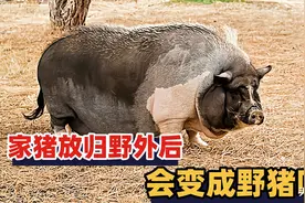 家猪在野外一年后，会发生怎样的变化，是否会变成野猪？图片