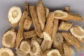 保健蔬菜板蓝根的水培技术，注意以下几点，其他基本不是事儿图片