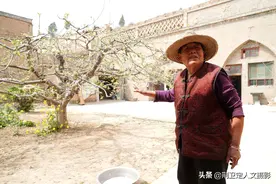 农村1棵60多年苹果树，结果上千斤，7旬老人守护高价不卖图片