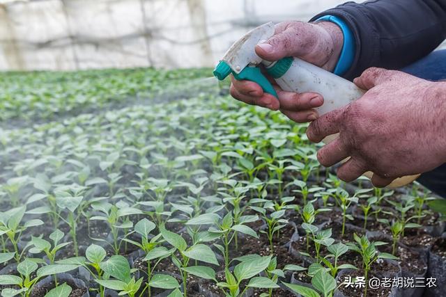 蔬菜喷醋能增产？专家：先别说能否增产，先说喷醋的危害有多大