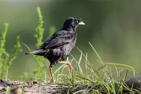 淮南鸟类影像：6月7日，八哥图片