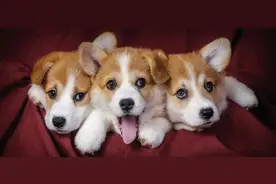 狗狗有这5大表现，说明已经被你“养熟”了图片