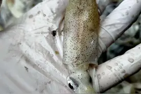 吃它的米膏还得是这个季节才行!图片