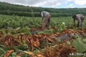 摔下神坛的雪莲果能否翻身，雪莲果:   你们少种点我就值钱了图片
