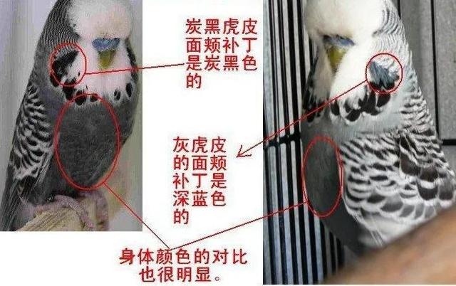 黄绿鱼鳞鹦鹉