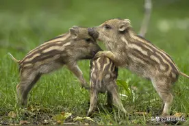 农村农民的庄稼被野猪损害该由谁来赔偿图片