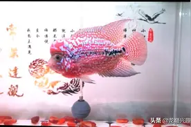 这就是饲养罗汉鱼的后果！险些弄出家庭矛盾！图片